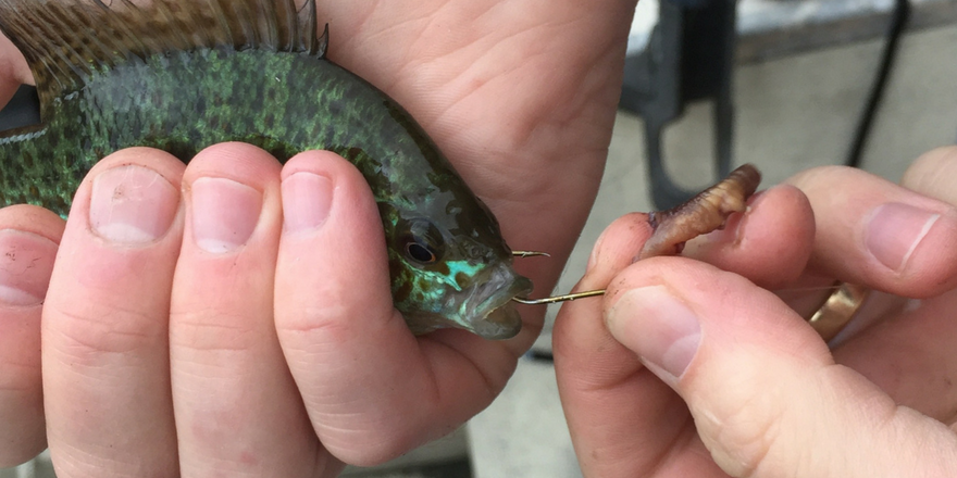 how to remove fishing hook tailored tackle