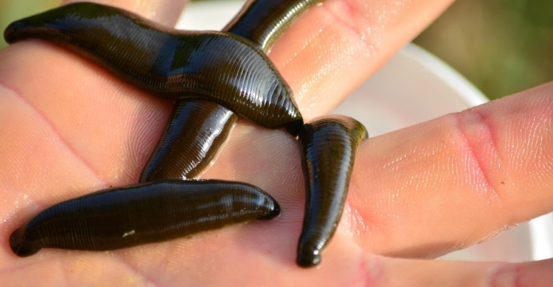 How to Bait a Hook for Worms Minnows Leeches Tailored Tackle