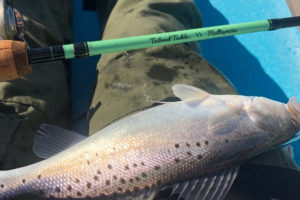How to Fish for Spotted Sea Trout Tailored Tackle Surf Fishing
