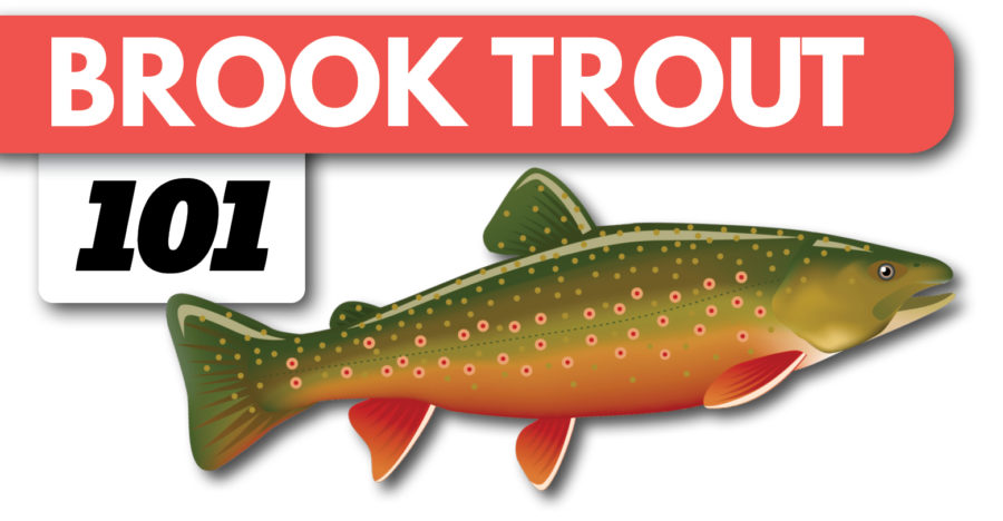 Brook Trout Fishing Beginners Guide on Spinning Gear Tailored Tackle