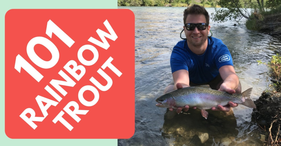 Rainbow Trout Fishing a Beginners Guide on Spinning Gear Tailored Tackle