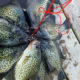 The Best Time to Fish for Crappie