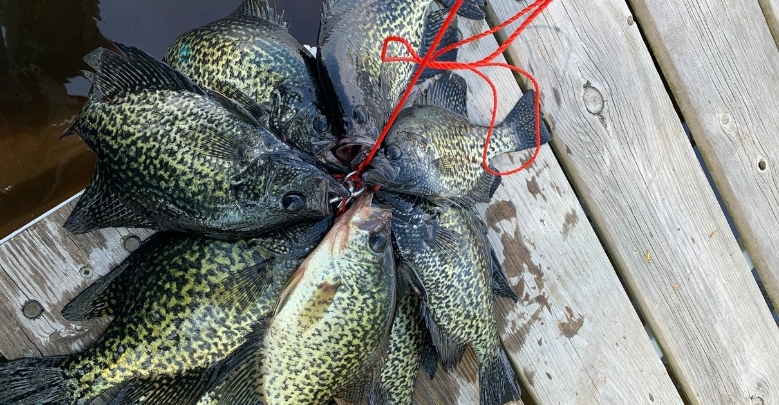 Best Time to Fish for Crappie Tailored Tackle 2