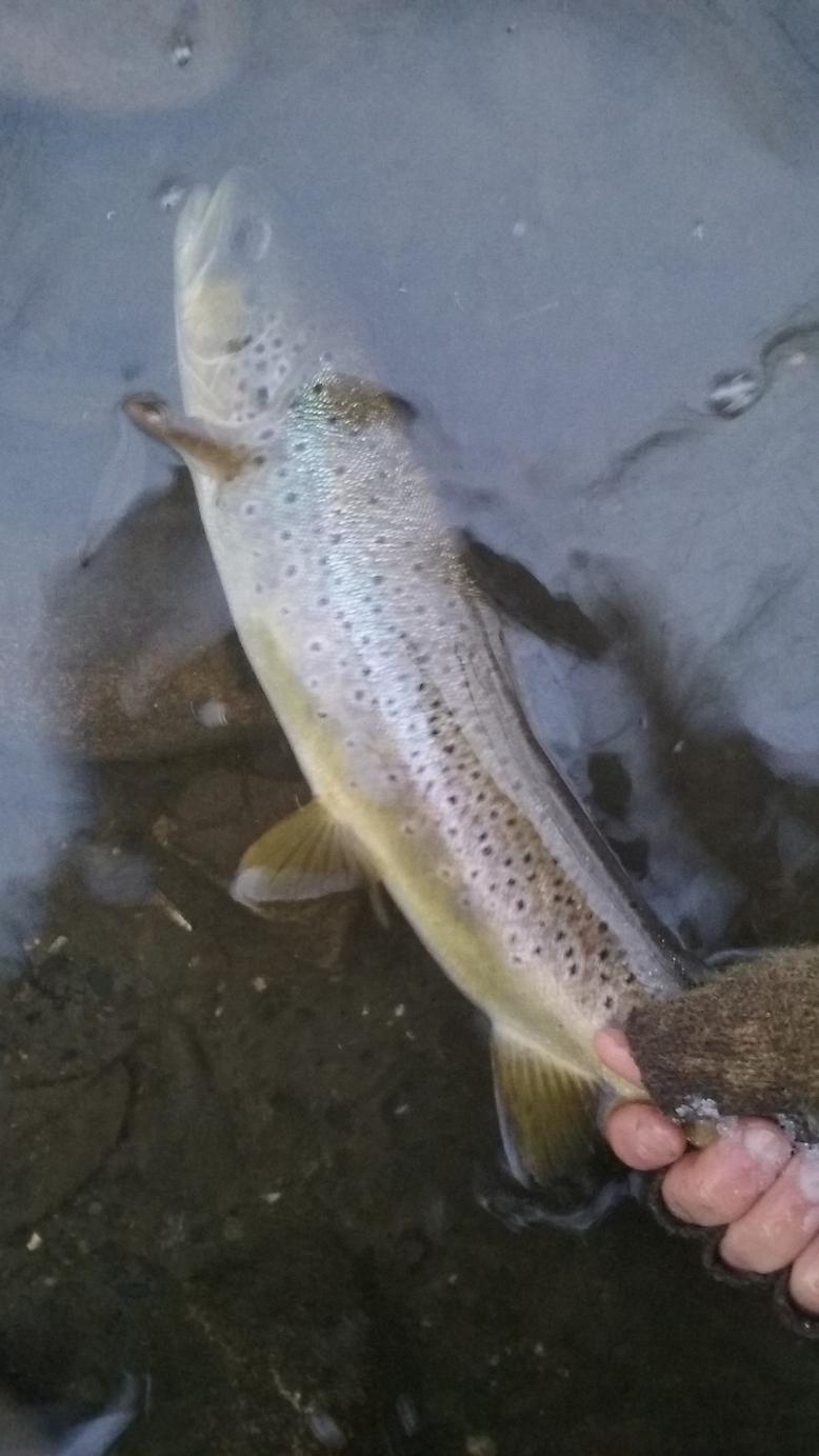 Cold Water Brown Release Tailored Tackle