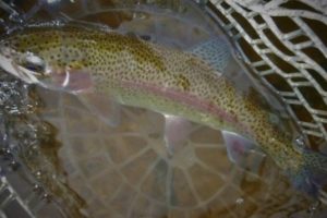Trout Fishing 101 The Best Time to Fish for Trout