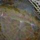 Trout Fishing 101: The Best Time To Fish For Trout