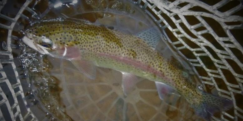 large-rubber-fishing-net-to-secure-fish-tailored-tackle-1