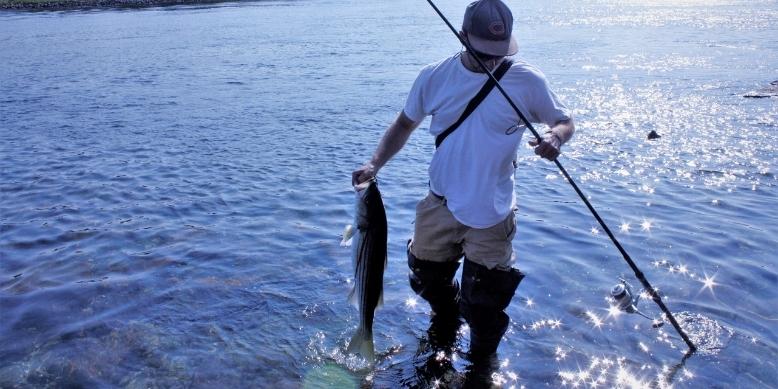 standing-in-shallow-water-to-land-striped-bass-tailored-tackle-1