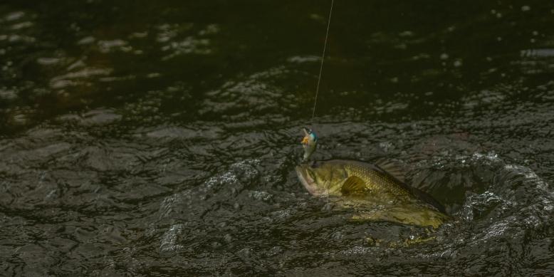 tired-fish-on-surface-ready-for-rubber-fishing-net-tailored-tackle-1